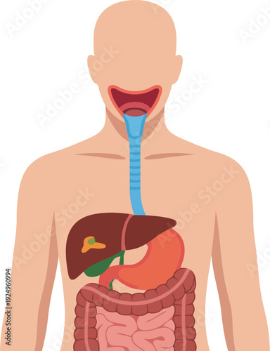 A clear diagram illustrating the complete human digestive system within a torso