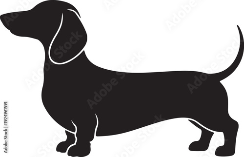 Dachshund Dog Black Silhouette Vector,Sausage Dog Side View Isolated Illustration