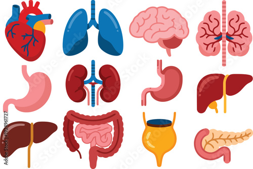 A collection of vibrantly colored human internal organs displayed against a clean white background