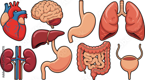 A detailed cartoon graphic showcasing major human internal organs clearly defined on a white background