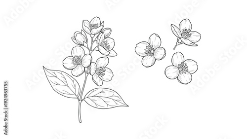 A delicate black and white line art illustration set of a jasmine flower branch and individual blossoms, isolated on a white background.