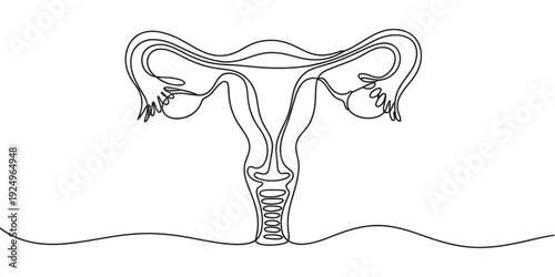 Continuous line drawing of the female reproductive system including uterus and ovaries. Vector, illustration