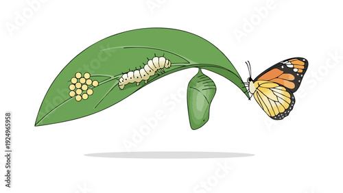 Vector Illustration of Butterfly Metamorphosis Life Cycle Stages on a Green Leaf