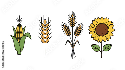 Vector Icons Set of Essential Cereal Grains and Oilseed Crops Corn Wheat and Sunflower