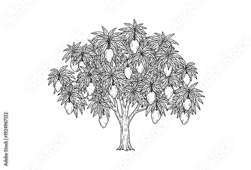 Detailed Black and White Mango Tree Line Art Botanical Vector Illustration Isolated on White Background