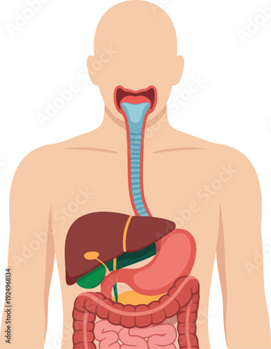 A visual representation of the human digestive system and the process of swallowing