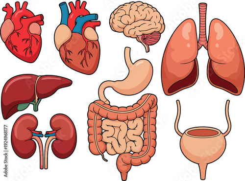 An educational cartoon graphic showcasing various important human internal organs against a clean white backdrop