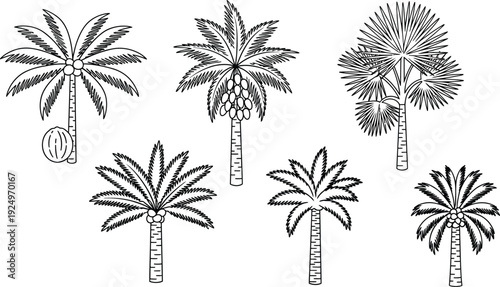 Collection of diverse palm tree illustrations hand-drawn vector elements for tropical design and summer themes isolated on white