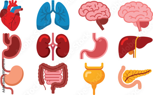 Comprehensive collection of stylized human internal organ illustrations on a clean white background