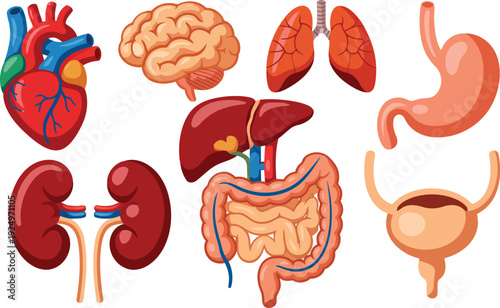 Detailed anatomical illustrations of major human internal organs displayed individually on a clean white field
