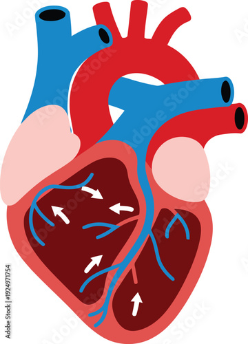 Detailed human heart diagram illustrating blood flow pathways within the circulatory system