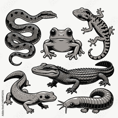 Reptiles and Amphibians Collection vector illustration