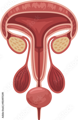 Medically accurate diagram showing the human male urinary bladder and essential reproductive glands