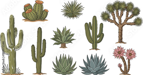 Desert cactus and succulent plants collection vector illustration set isolated on white background botanical design