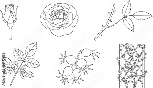 Collection of rose elements including bud bloom stem with thorns leaves rose hips and trellis isolated vector line art for botanical illustration and design