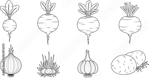 Collection of root vegetable and allium icons simple line art illustrations for healthy food concepts and culinary design isolated on white