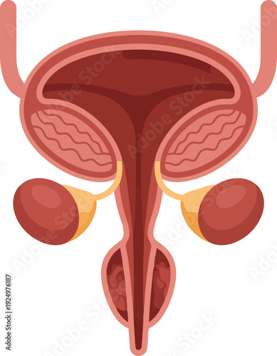 Simplified anatomical illustration showing the male urinary bladder and reproductive glands