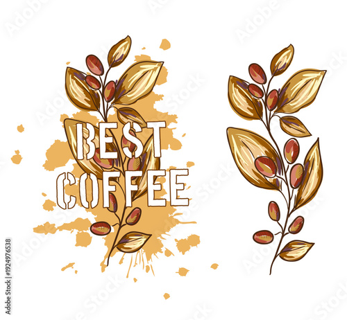 Coffee branch with beans. Vector decoration element. 