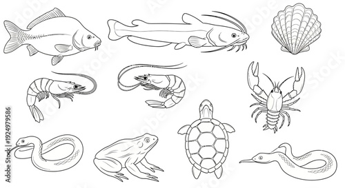 Collection of Diverse Aquatic Animals and Reptiles in Outline Vector Art