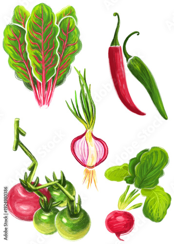 Wallpaper Mural Organic vegetable collection, hand drawn artistic set on transparent background Torontodigital.ca