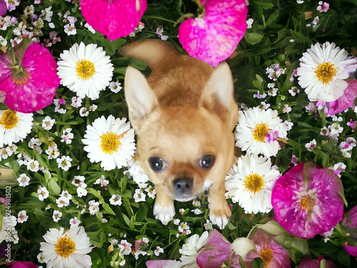 little chihuahua in funny pose for photo