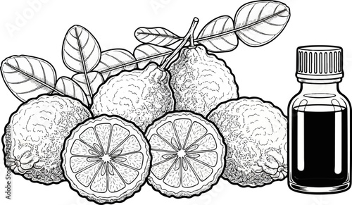 A botanical illustration of kaffir limes and a bottle of dark liquid