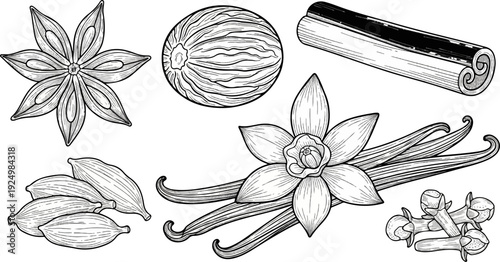 Detailed line art illustration of star anise, nutmeg, cinnamon, vanilla, cardamom, and cloves
