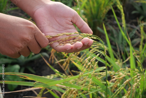 Photos Upland rice grows resiliently on dry fields without standing water irrigation systems