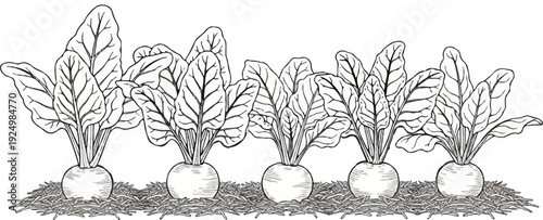 Line drawing of five root vegetables with leafy green tops in a row