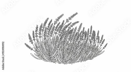 Detailed black and white illustration of a lush lavender plant