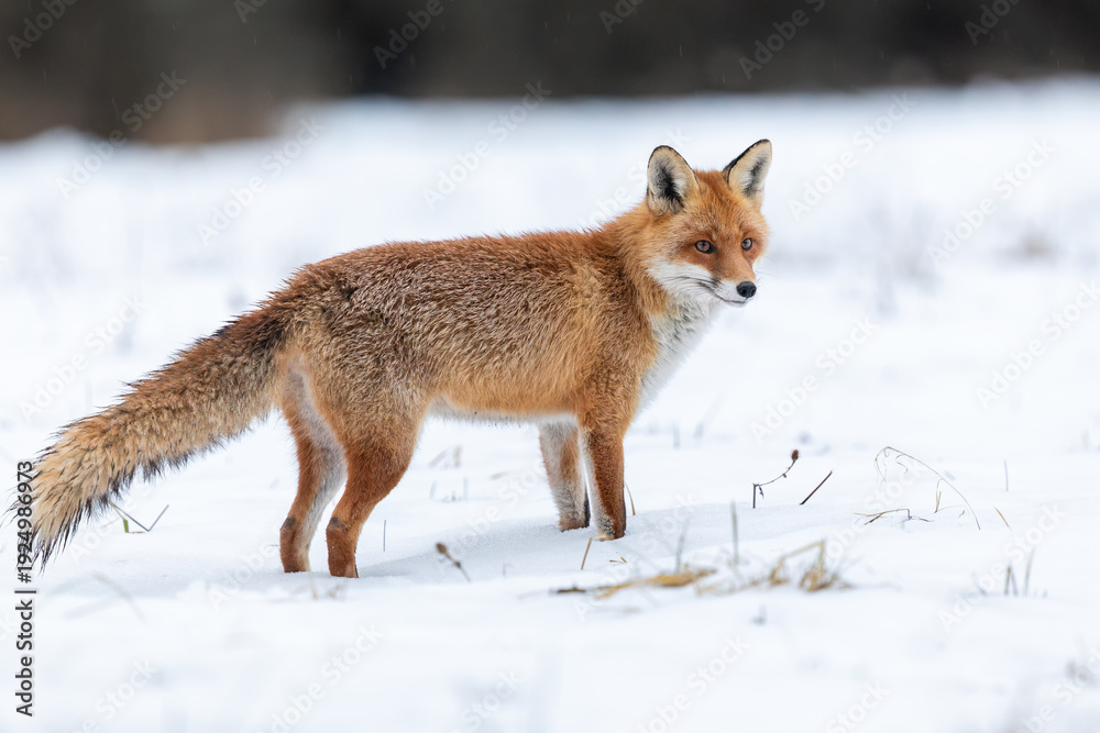 Fototapeta premium Portrait of red fox in winter meadow with snow, wildlife, Vulpes vulpes, Slovakia