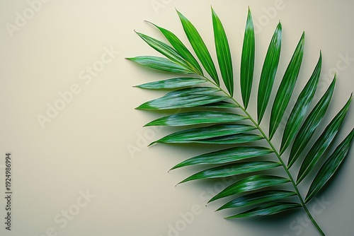 A clean conceptual flat lay of a single palm frond on a matte white surface