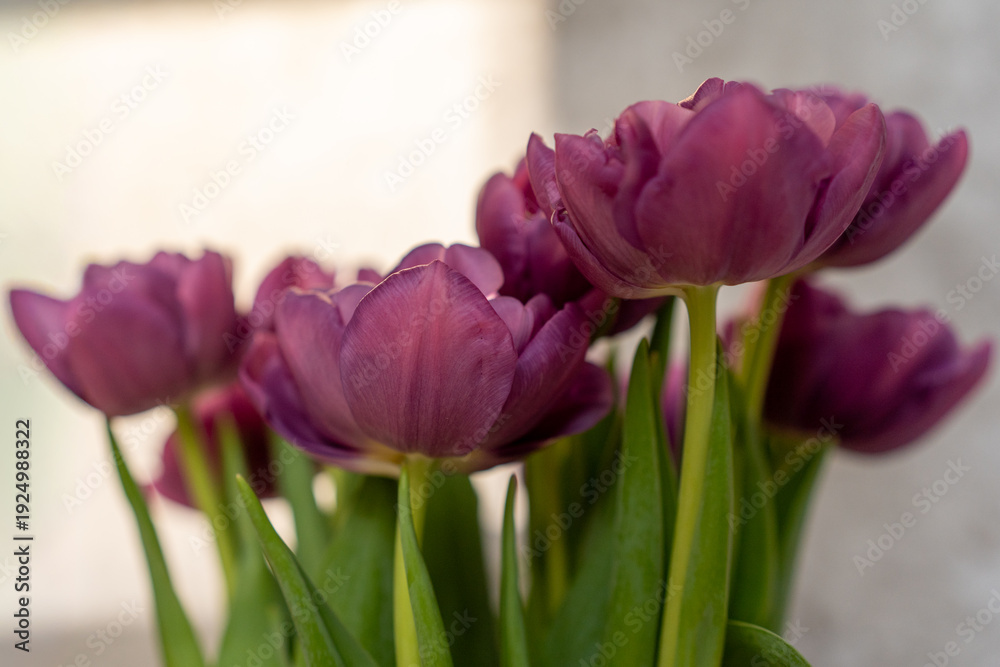 Fototapeta premium Close-up of a beautiful bouquet of purple peony tulips with fresh green leaves on a soft light background.