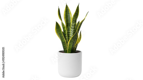 Isolated tropical houseplant Sansevieria trifasciata in a white pot, modern interior design