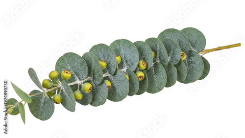Foto Isolated eucalyptus branch with leaves and gumnuts, Australian native plant, clo