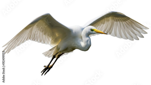 Obraz na plátně Isolated great egret in mid-flight with wings spread against a light neutral bac