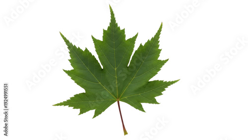Fotografi Isolated vibrant green maple leaf with its characteristic palmate shape and poin