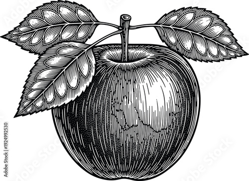 Vintage hand drawn engraved apple fruit illustration with leaves in woodcut style isolated on white background for cider and organic food