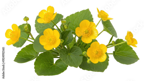 Foto Isolated marsh marigold plant with bright yellow flowers, Caltha palustris, and