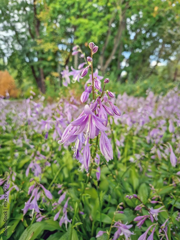 Fototapeta premium Close-up shot of a dense bed of Hosta plants in bloom. Lush green leaves and tall stalks bearing delicate, trumpet shaped lilac flowers