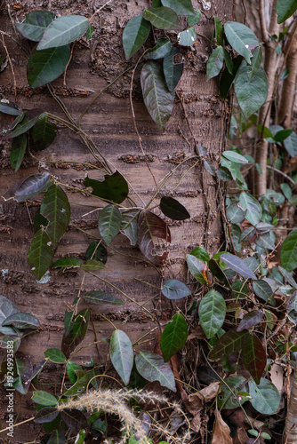 Fotografía Ivy plants densely covering and climbing a tree trunk