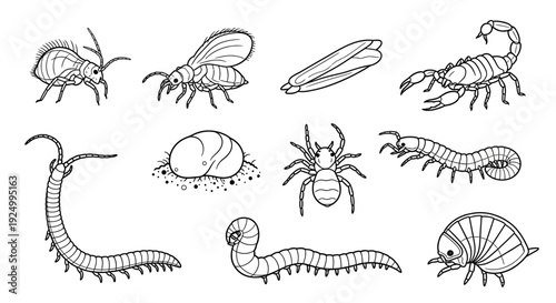 Black and white outline illustrations of various insects and arthropods.