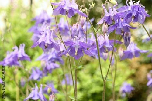 Violet flowers of common columbine, lat. Aquilegia vulgaris. Flowering columbine in summer sunny day.