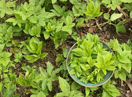 Aegopodium podagraria, commonly called ground elder or bishop´s weed in a bowl. It is used as food and  in traditional medicine for painful joints.