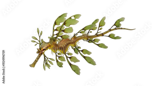 Принти на полотні Isolated leafy seadragon on display, marine animal from Australia, with no backg