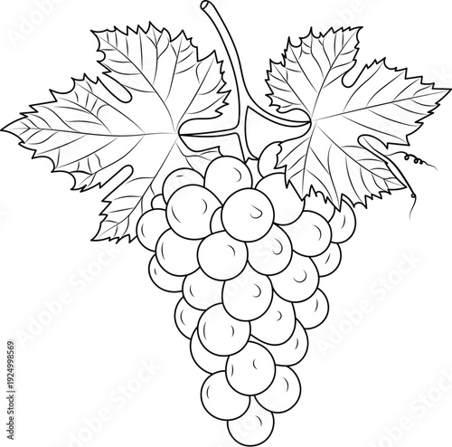 A black and white drawing of a bunch of grapes