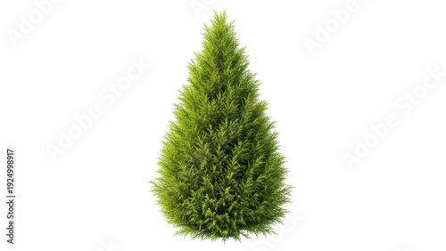 Schilderij op canvas Isolated decorative green bush for design, small evergreen plant, ornamental shr