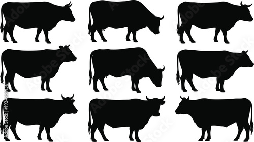 Collection of cow and cattle silhouettes in standing and grazing poses, isolated on white background, farm animal livestock illustration set