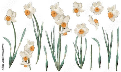 水仙のラフな水彩スケッチ素材セット