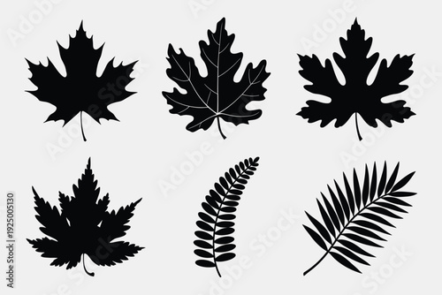 Black and white silhouettes of maple and fern leaves in various shapes and orientations isolated on white background, Vector, illustration